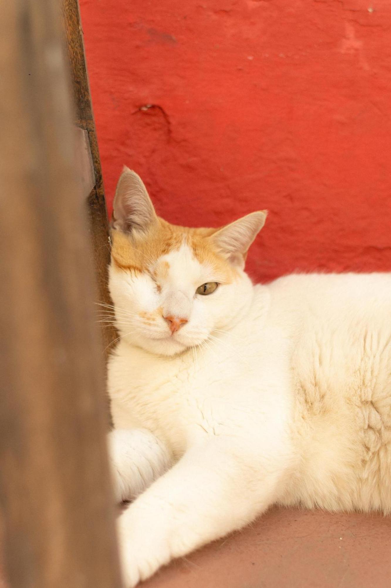 Zili Pernambuco - Hostel Pousada Recife Kültér fotó